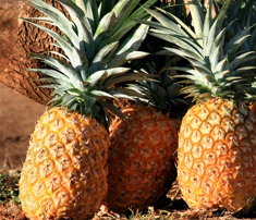 Organic Pineapples from India