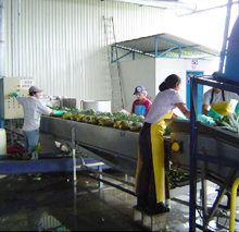 Processing of Pineapple Products 